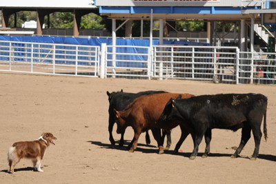 2009 National ASCA Trials, Colorado - Fred