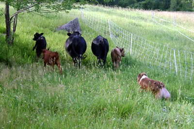 Fred herding Dexters to remote pastures at Riverbank Farm.