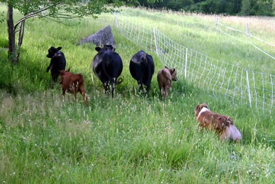 Fred herding Dexters to remote pastures at Riverbank Farm.