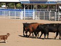 2009 National ASCA Trials, Colorado - Fred