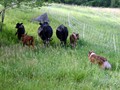 Fred herding Dexters to remote pastures at Riverbank Farm.