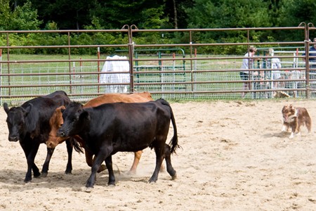 Rudie competing at the 2011 ASCA Trials in Webster, NH