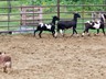 Rudie herding Katahdin sheep