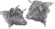 Visit the American Dexter Cattle Association.