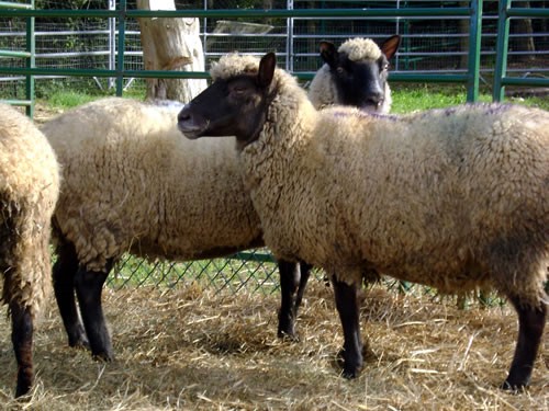 Clun Forest Sheep.