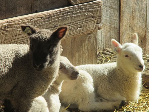 Lambs.