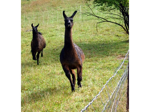 Llamas running.