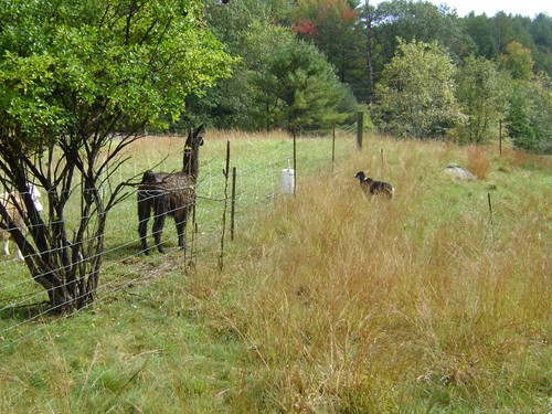 Llamas and Sheep with Aussie watching.